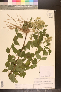 Eupatorium pubescens image