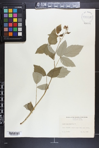 Rubus occidentalis image