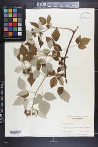 Rubus occidentalis image