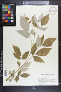 Rubus occidentalis image