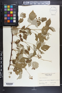 Rubus occidentalis image