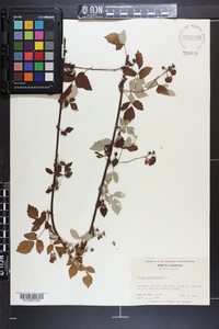 Rubus occidentalis image