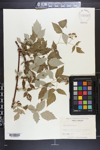 Rubus occidentalis image