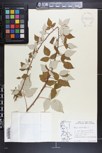 Rubus occidentalis image