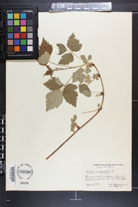 Rubus occidentalis image