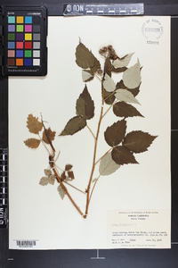 Rubus occidentalis image