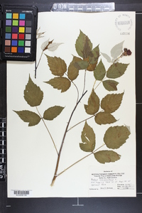 Rubus occidentalis image