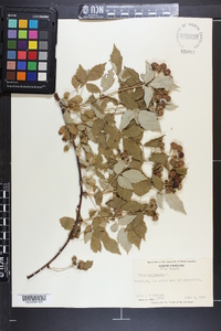 Rubus occidentalis image