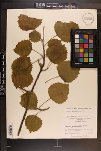 Populus grandidentata image