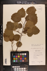 Populus grandidentata image