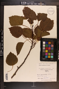 Populus grandidentata image