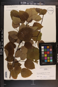 Populus grandidentata image