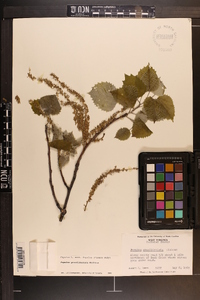 Populus grandidentata image