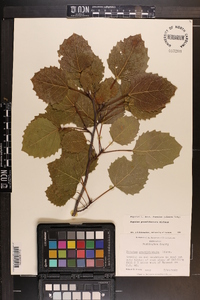 Populus grandidentata image