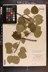 Populus grandidentata image