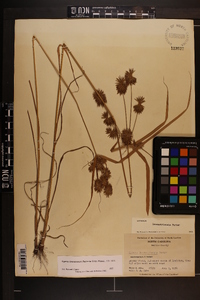 Cyperus lancastriensis image