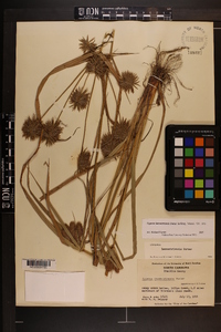 Cyperus lancastriensis image