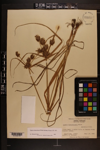 Cyperus lancastriensis image