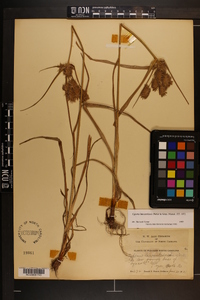 Cyperus lancastriensis image