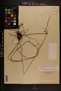 Cyperus lancastriensis image