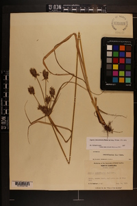 Cyperus lancastriensis image