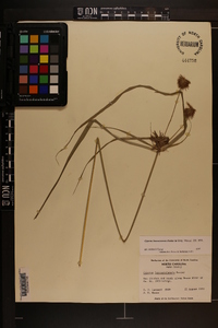 Cyperus lancastriensis image