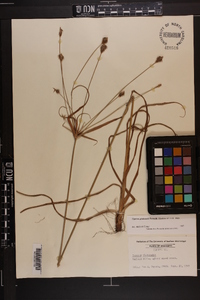 Cyperus plukenetii image