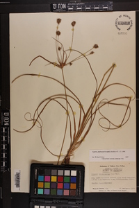 Cyperus plukenetii image