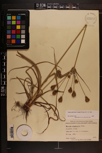 Cyperus plukenetii image