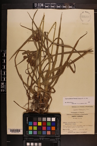 Cyperus plukenetii image