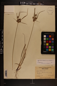 Cyperus retrorsus image