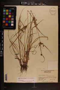 Cyperus retrorsus image