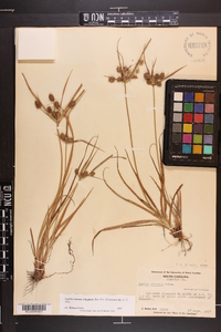 Cyperus retrorsus image