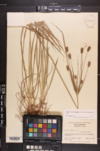 Cyperus retrorsus image