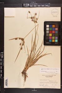 Cyperus retrorsus image