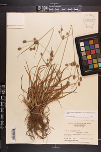 Cyperus retrorsus image