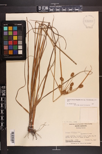 Cyperus retrorsus image