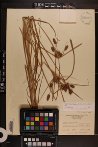 Cyperus retrorsus image