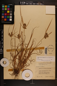 Cyperus retrorsus image