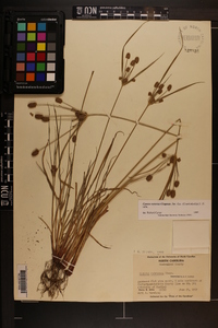 Cyperus retrorsus image