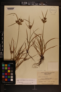 Cyperus retrorsus image