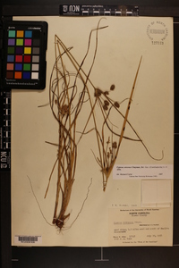 Cyperus retrorsus image