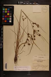 Cyperus retrorsus image