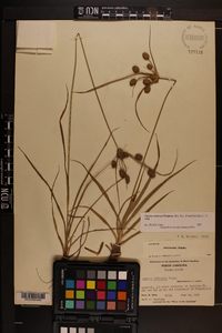 Cyperus retrorsus image