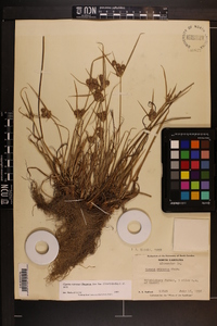 Cyperus retrorsus image