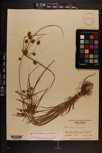 Cyperus retrorsus image