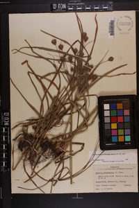 Cyperus plukenetii image