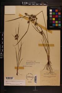 Cyperus retrorsus image