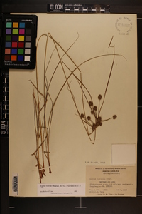 Cyperus retrorsus image