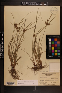 Cyperus retrorsus image